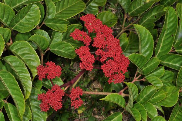 Không có ảnh
